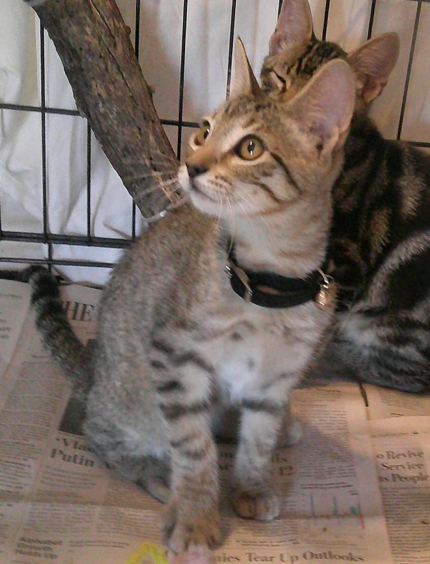 Enlarge CRYSTAL, a Adoptable mixed breed in Olympia, WA image 2/2