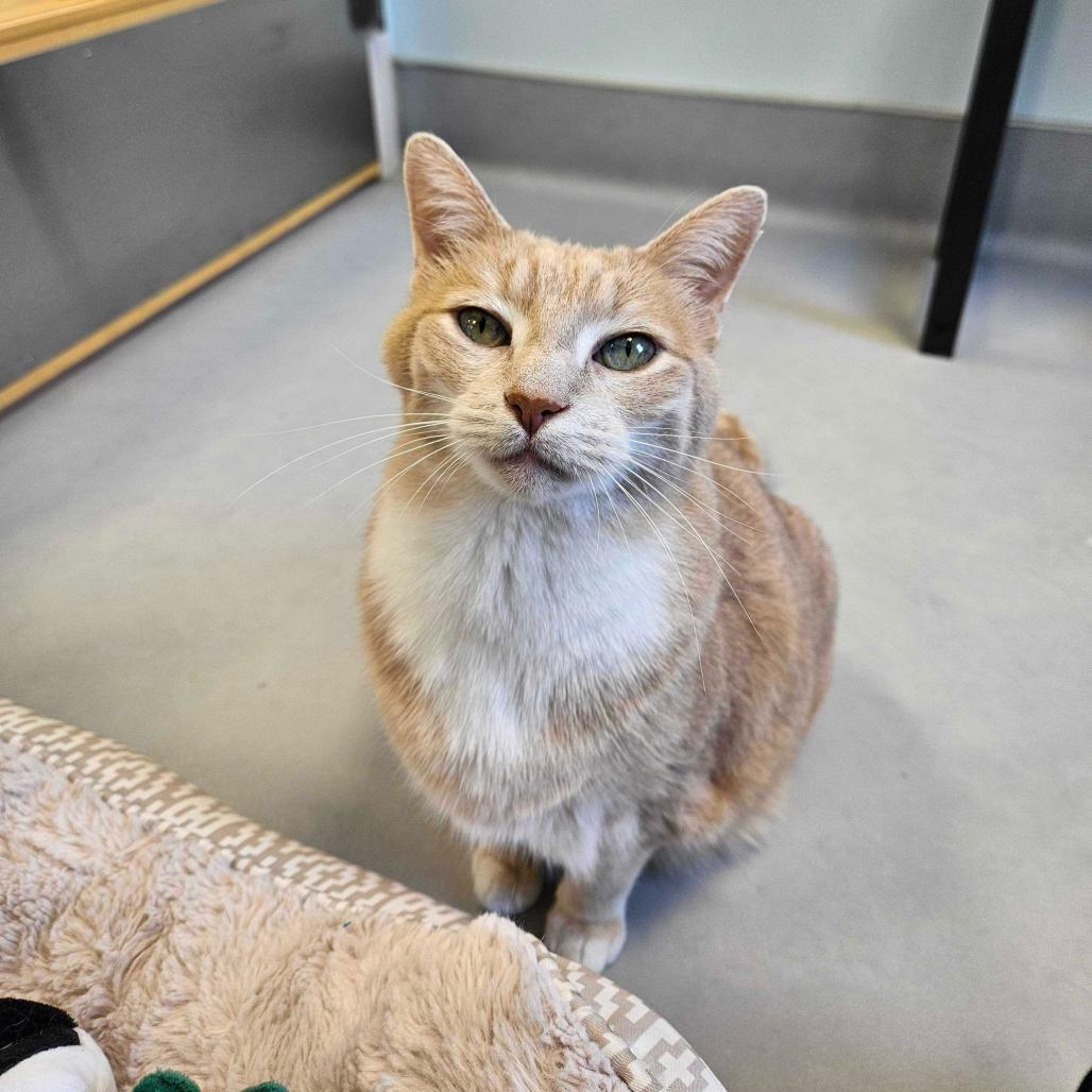 Mittens, Adoptable, Senior Male Domestic Short Hair.