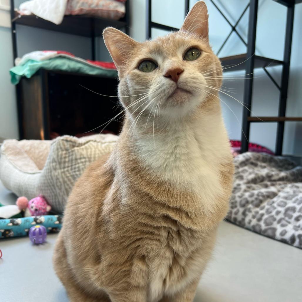 Enlarge Mittens, a Adoptable Domestic Short Hair in Boston, MA image 2/6
