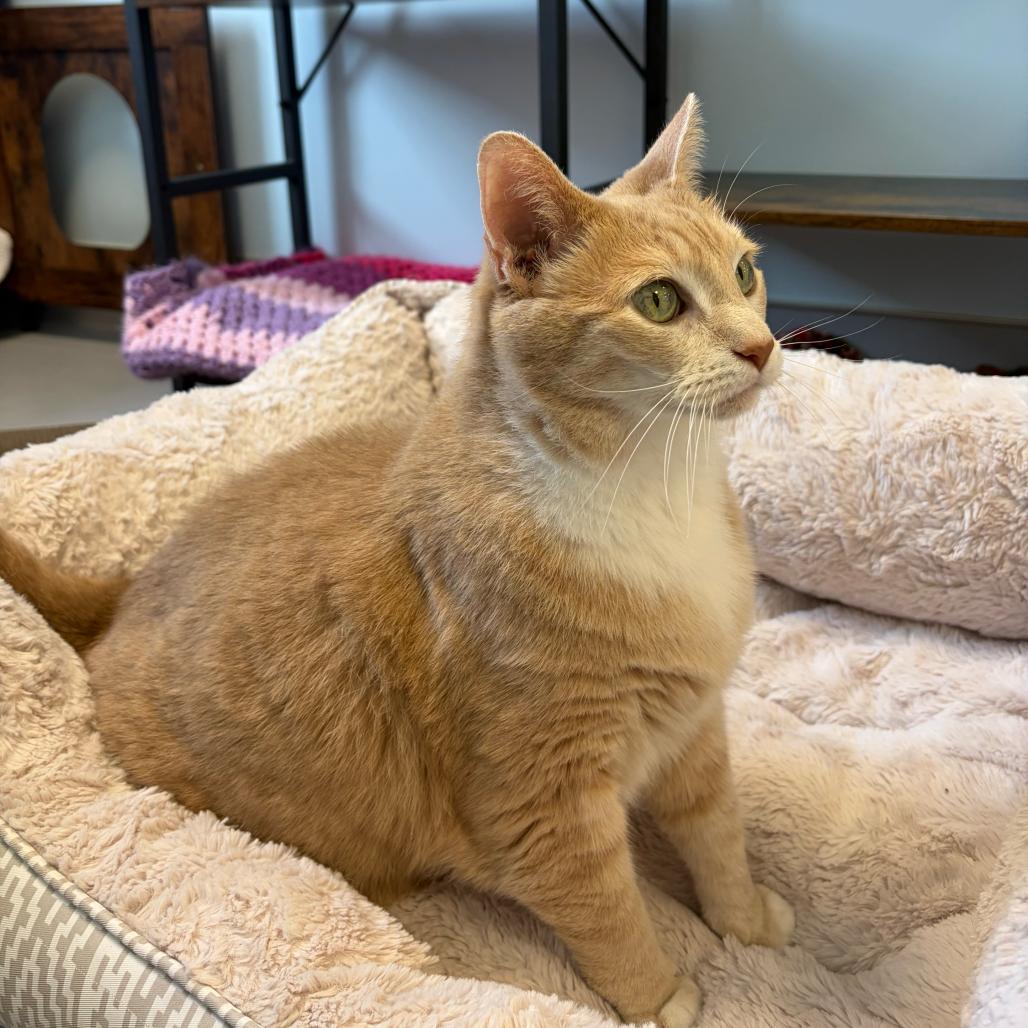 Enlarge Mittens, a Adoptable Domestic Short Hair in Boston, MA image 3/6