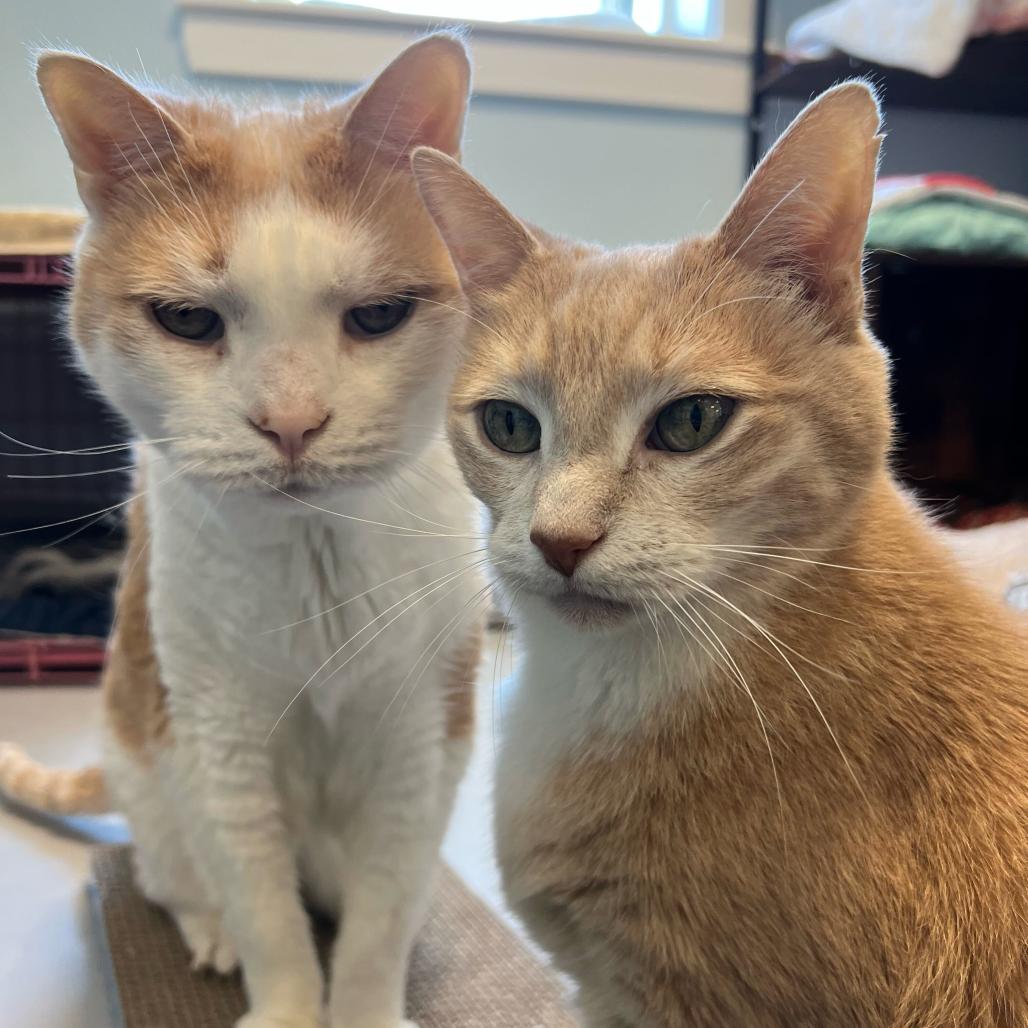 Enlarge Mittens, a Adoptable Domestic Short Hair in Boston, MA image 6/6