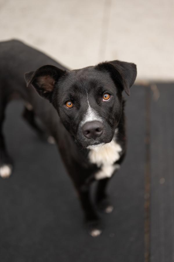 Enlarge Axel, a Adoptable mixed breed in Stratham, NH image 1/1