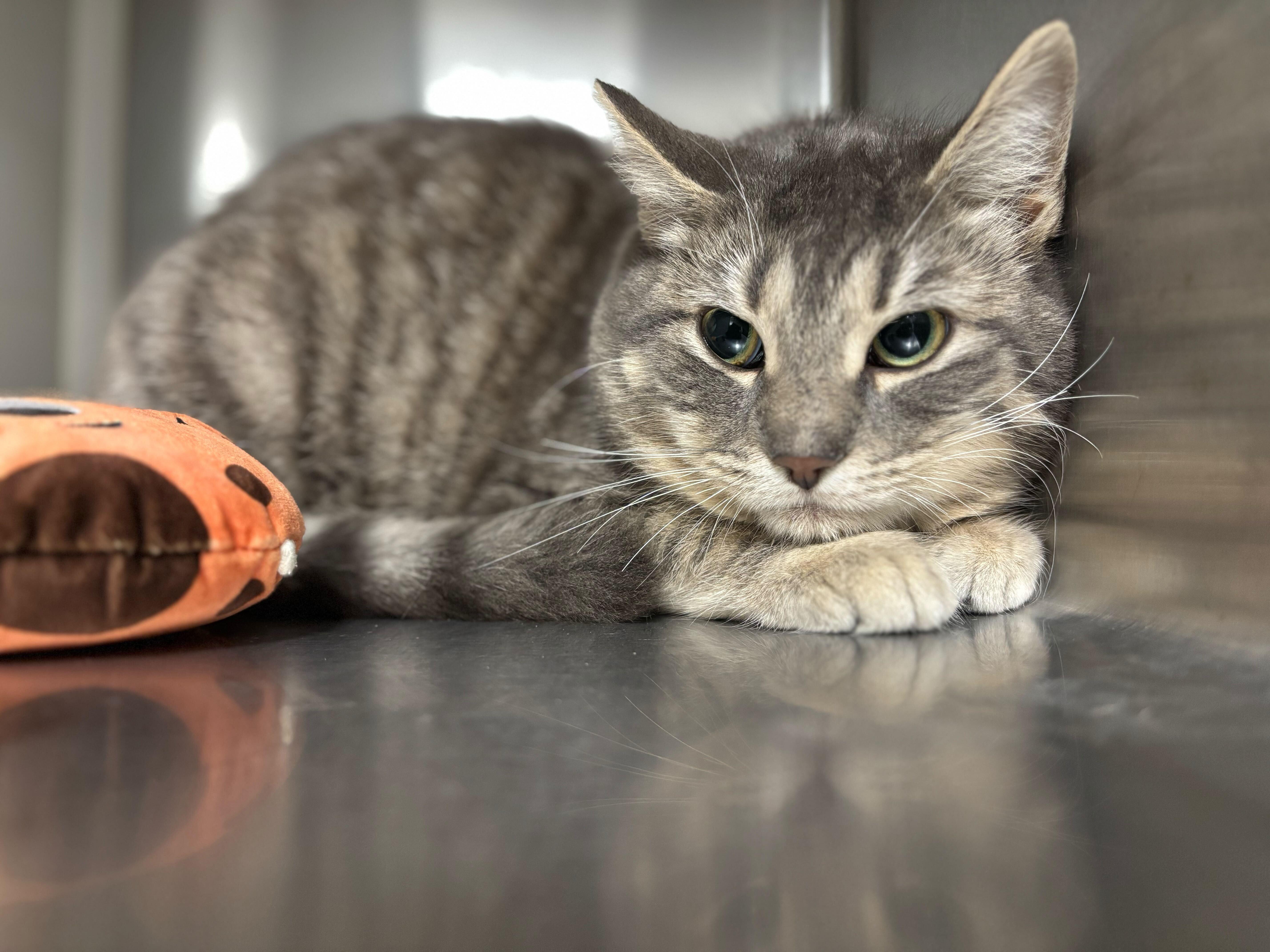 Pookie, ADOPTABLE, Young Female Domestic Short Hair.