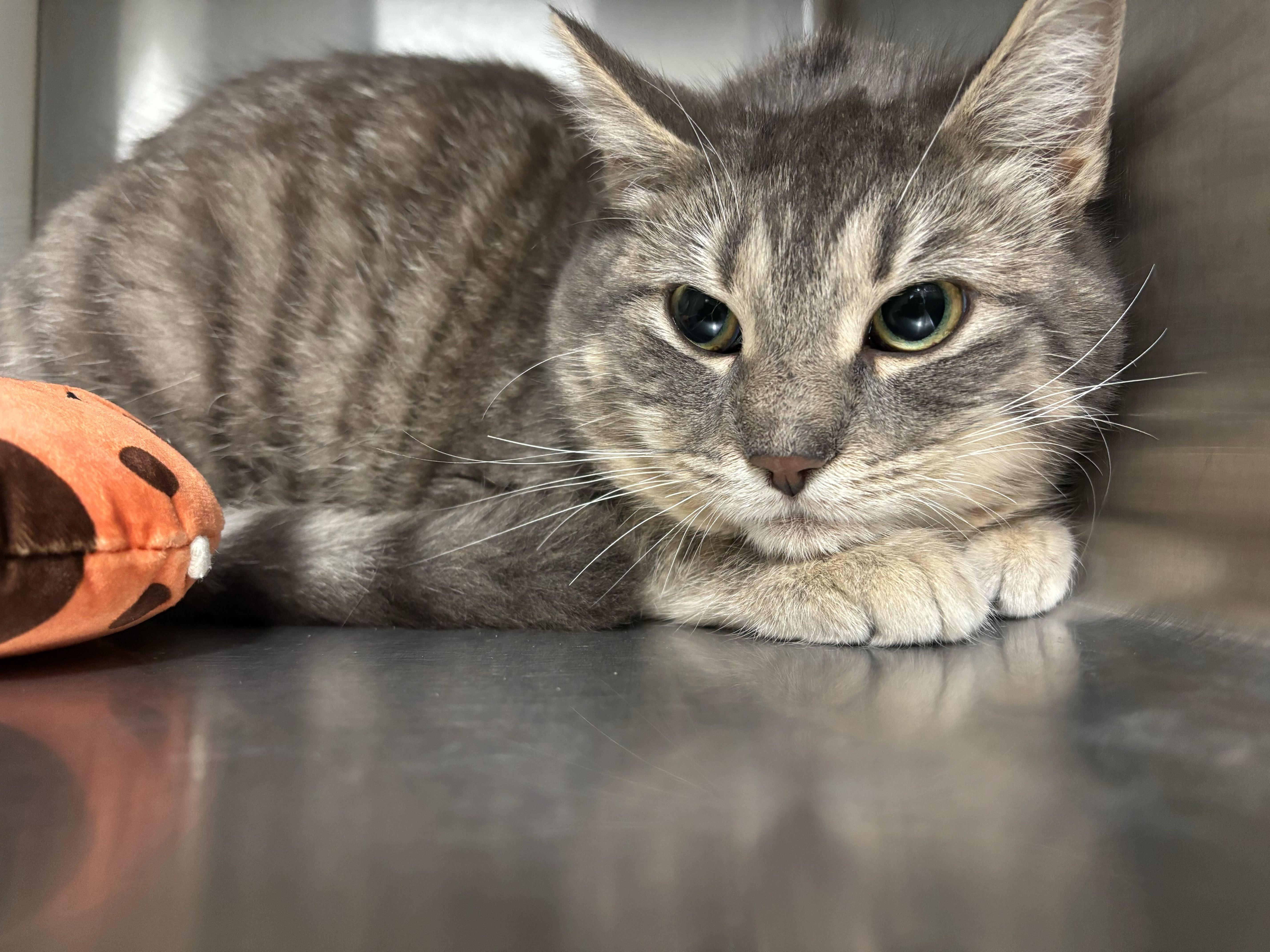 Enlarge Pookie, a ADOPTABLE Domestic Short Hair in Jackson, MI image 3/3