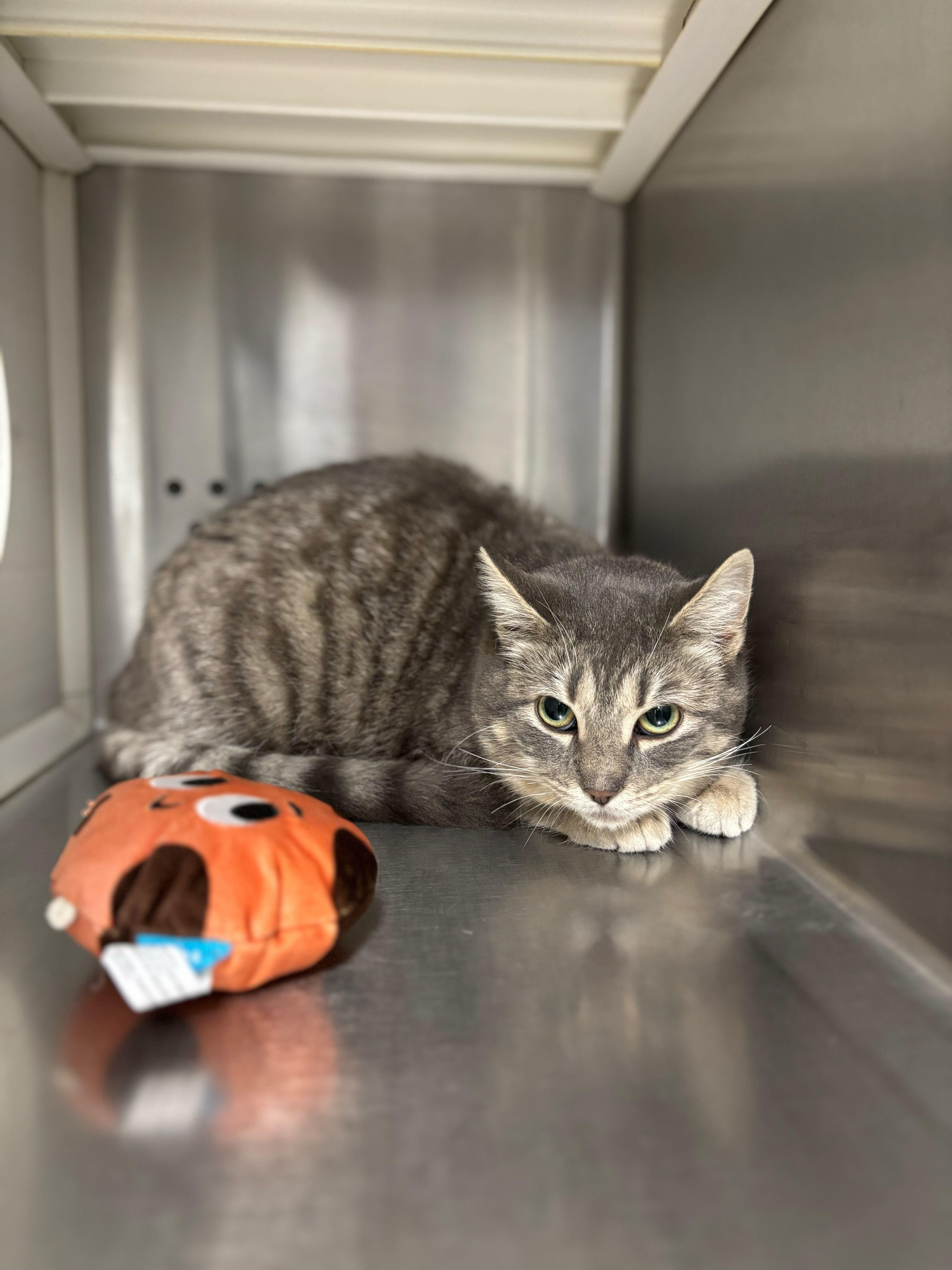 Enlarge Pookie, a ADOPTABLE Domestic Short Hair in Jackson, MI image 2/3