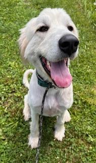 Koda in NJ