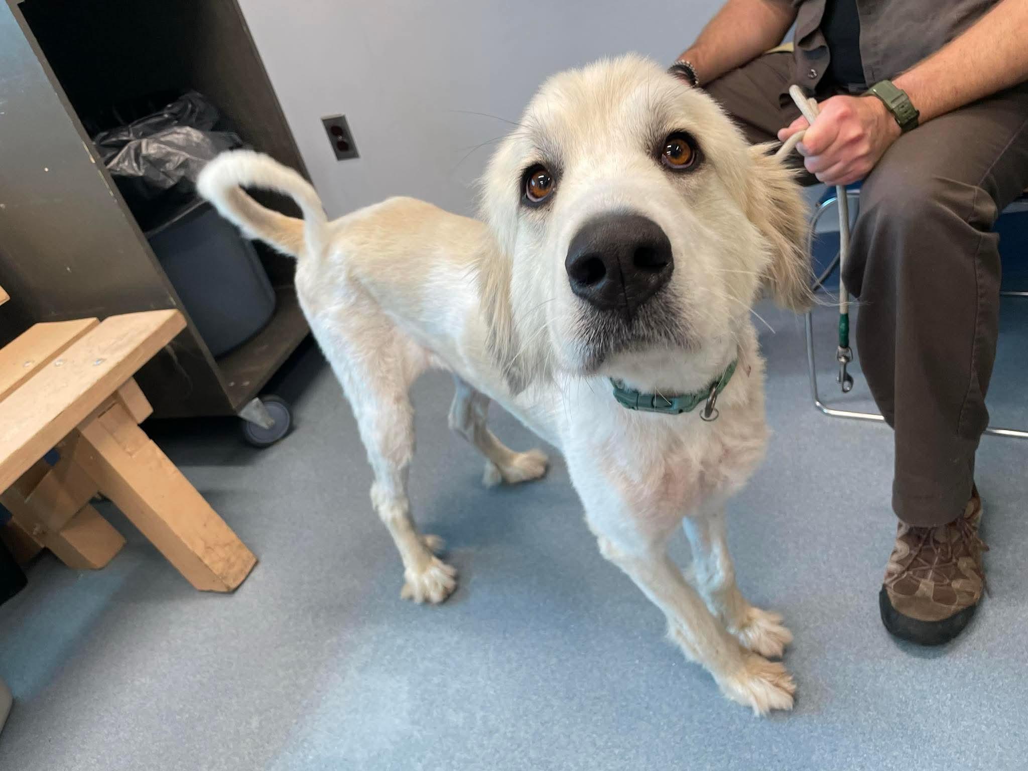Koda in NJ
