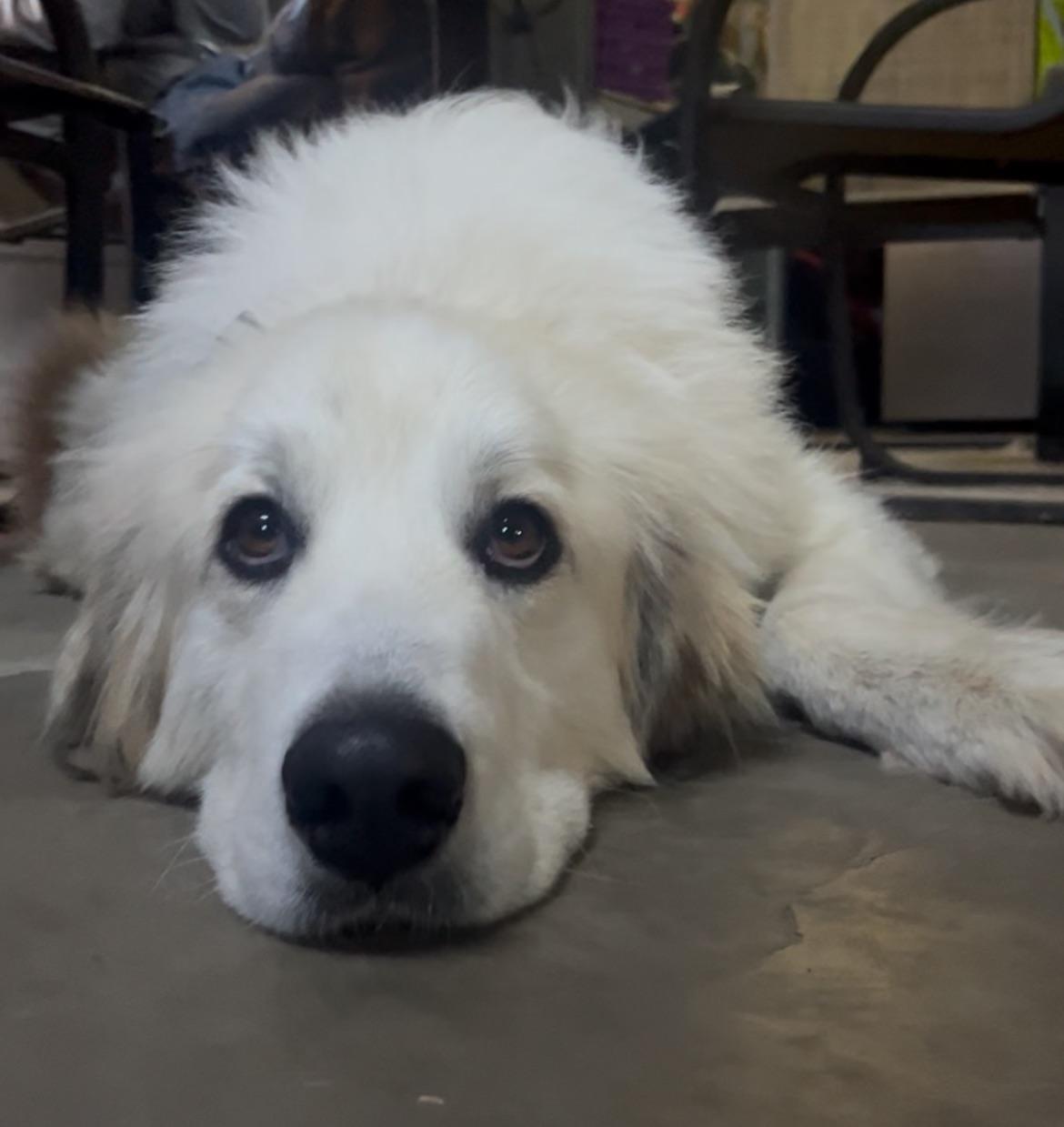 Koda in NJ, Adoptable, Adult Female Great Pyrenees.