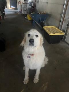 Koda in NJ, a Adoptable Great Pyrenees in Lee, MA image 2/2