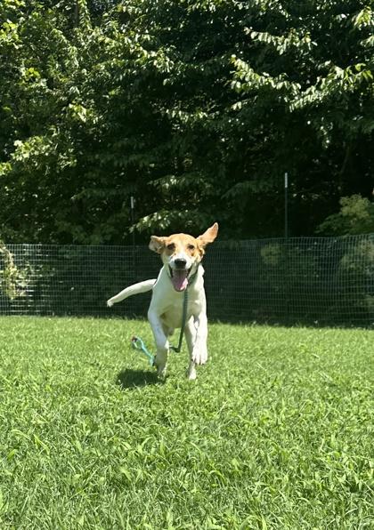 Siesta, Adoptable, Adult Male Hound & Mixed Breed.