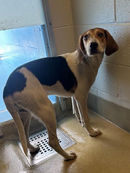 Siesta, a Adoptable mixed breed in King William, VA image 2/2