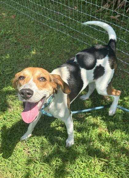 Siesta, a Adoptable mixed breed in King William, VA image 2/3