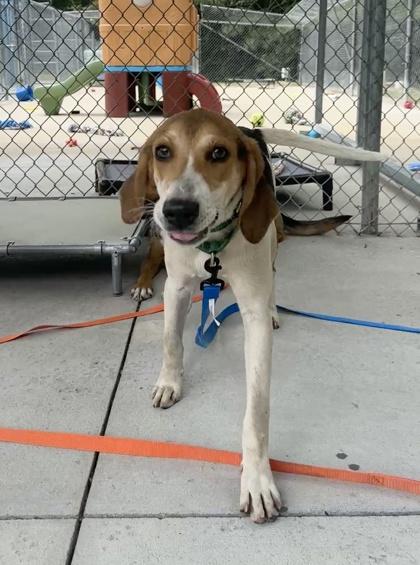 Siesta, a Adoptable mixed breed in King William, VA image 3/3