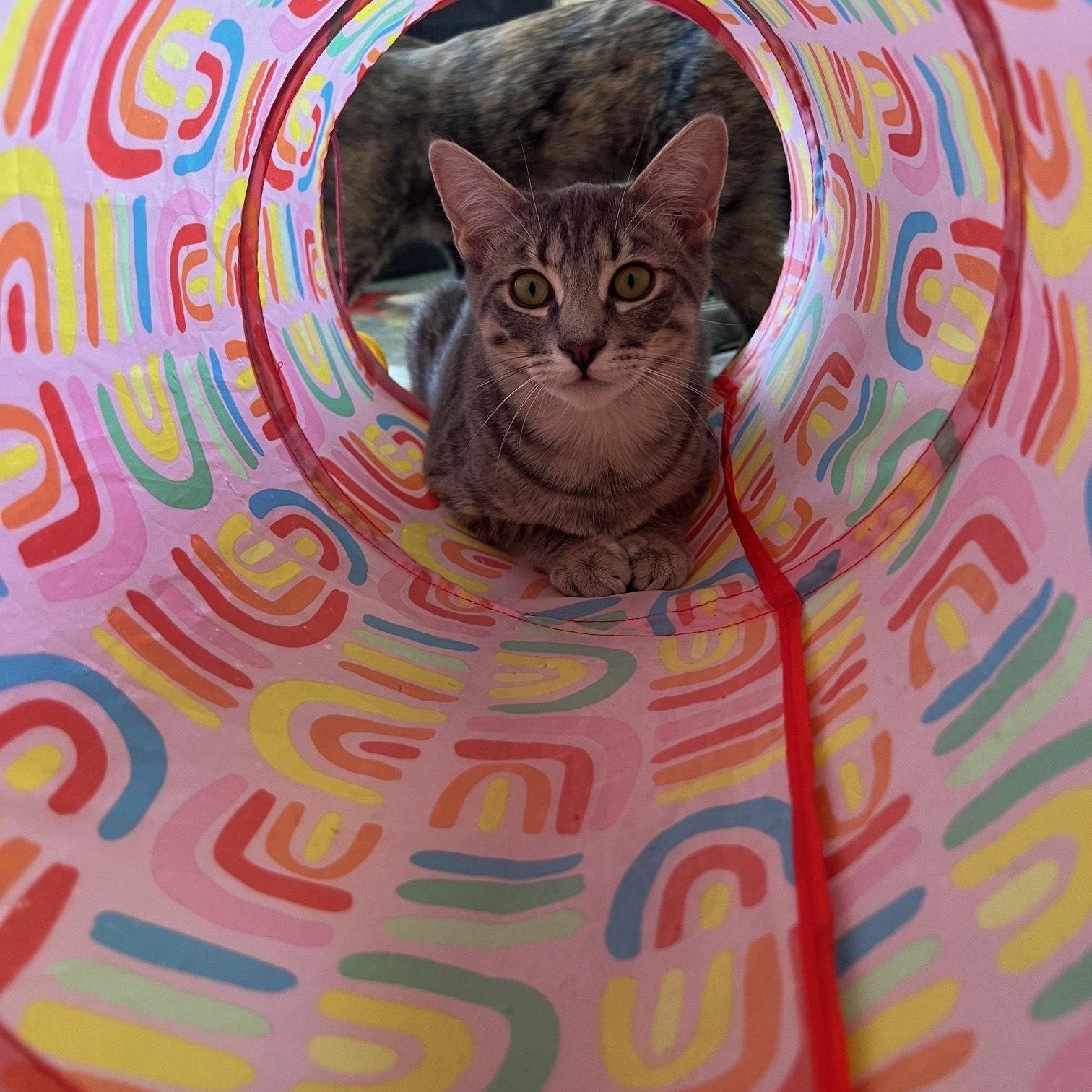 Lola, a Adoptable Tabby in Elk Grove, CA image 1/4