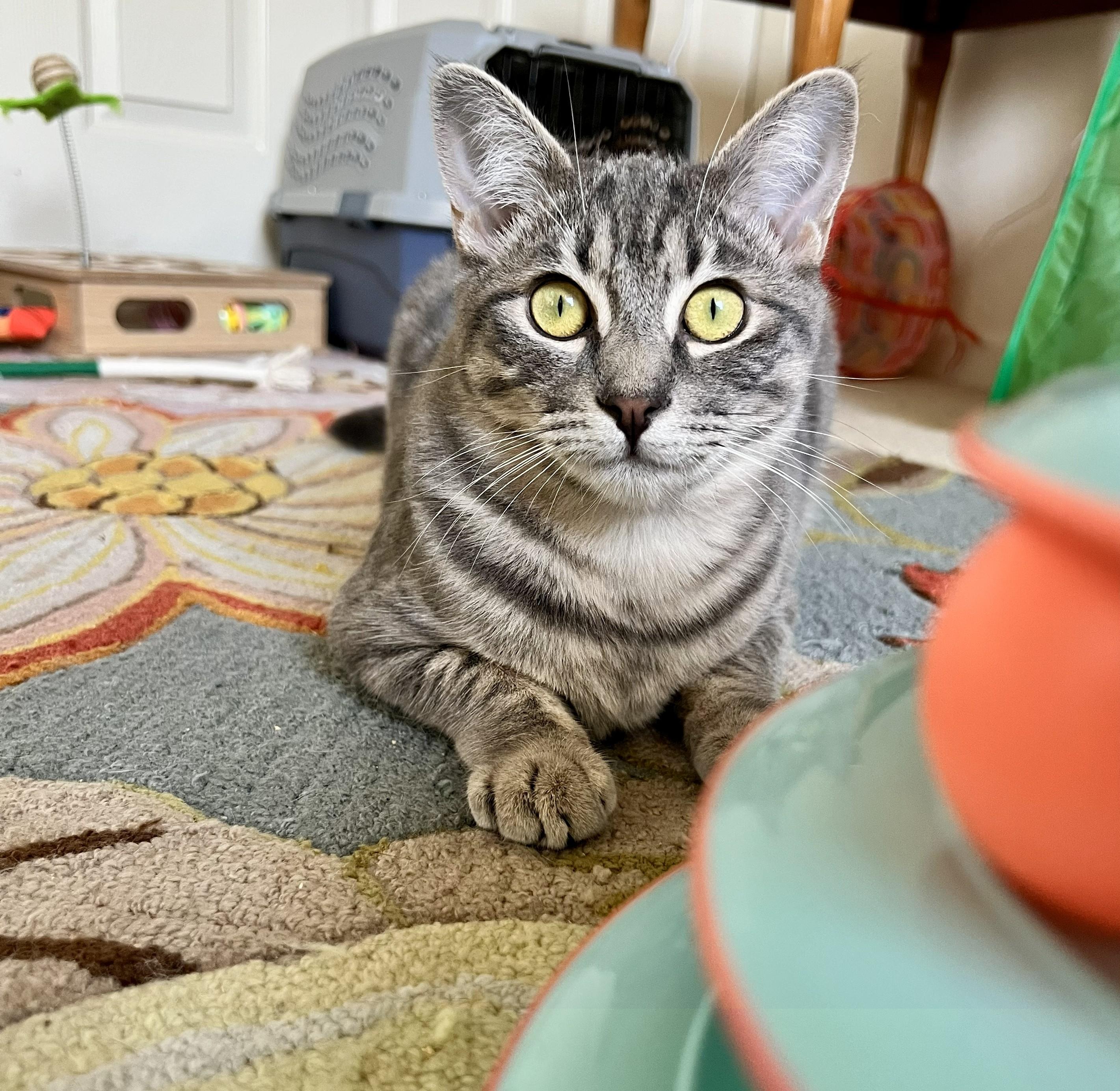 Lola, Adoptable, Kitten Female Tabby.