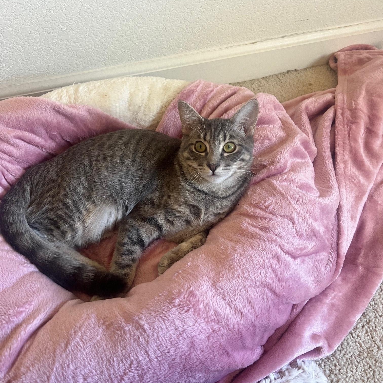 Lola, a Adoptable Tabby in Elk Grove, CA image 2/4