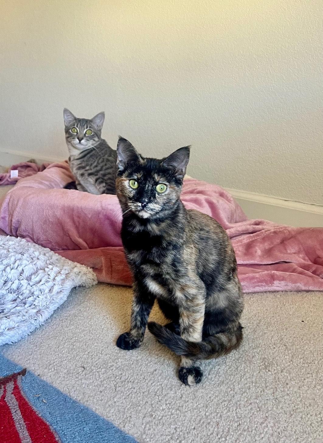 Lola, a Adoptable Tabby in Elk Grove, CA image 3/4