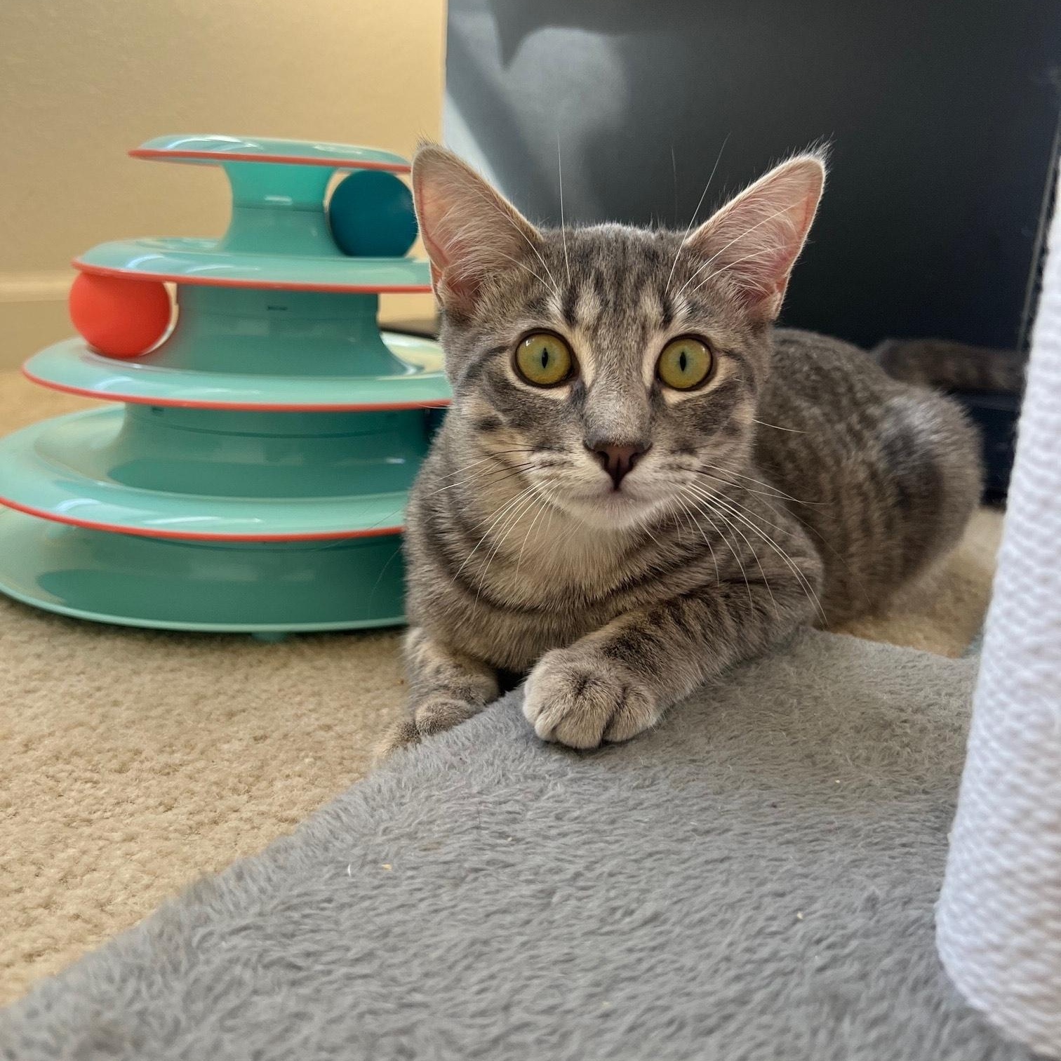 Lola, Adoptable, Young Female Tabby.