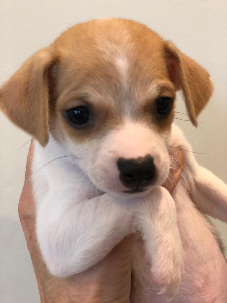 Enlarge Estornudo, a Adoptable Chihuahua in Cape Coral, FL image 1/1