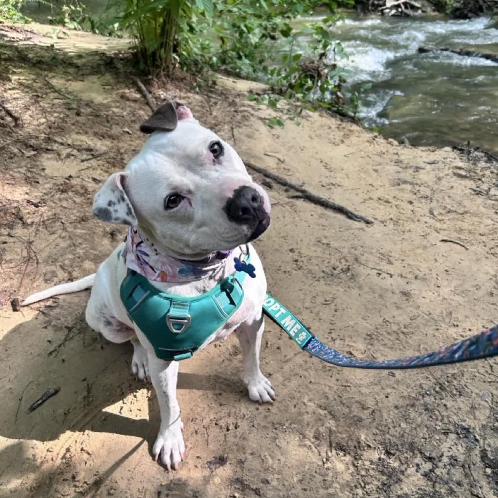 Willa - In Foster, Adoptable, Adult Female Mixed Breed & Mixed Breed.