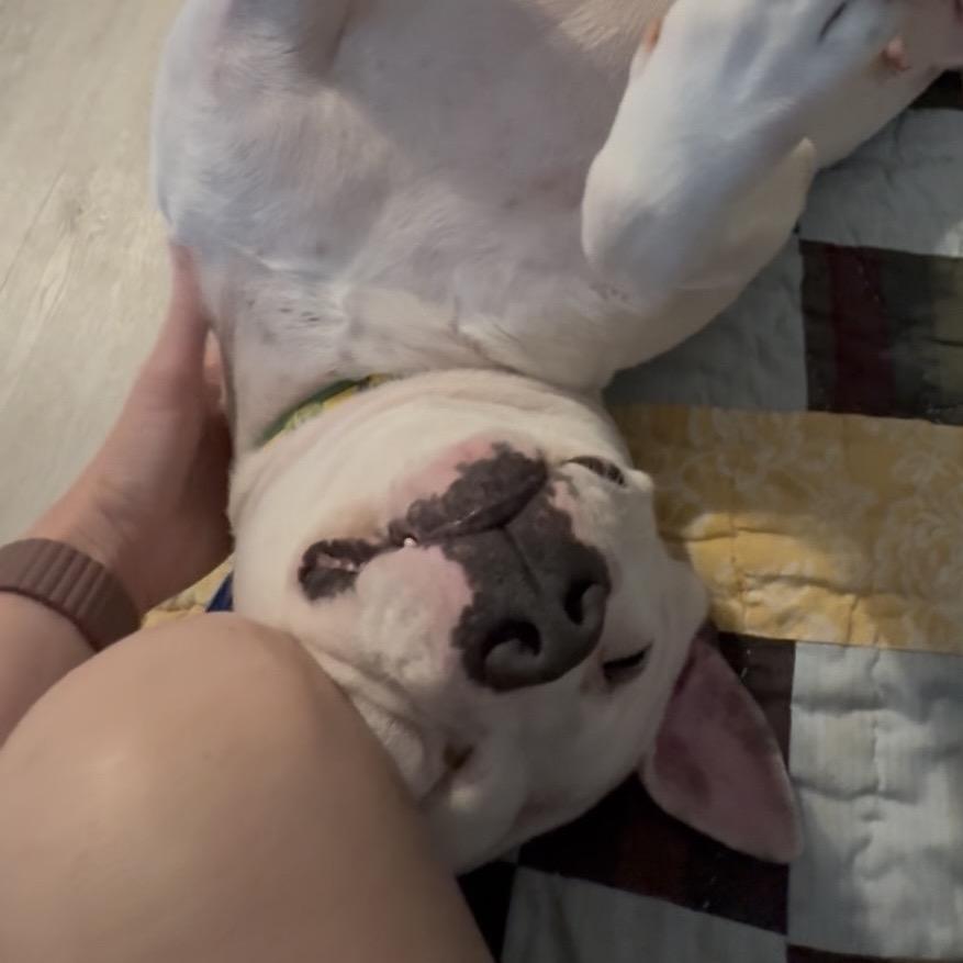 Enlarge Willa - In Foster, a Adoptable mixed breed in Alabaster, AL image 2/6