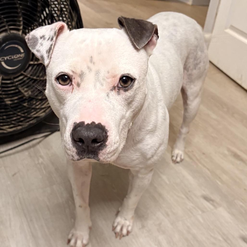 Enlarge Willa - In Foster, a Adoptable mixed breed in Alabaster, AL image 3/6