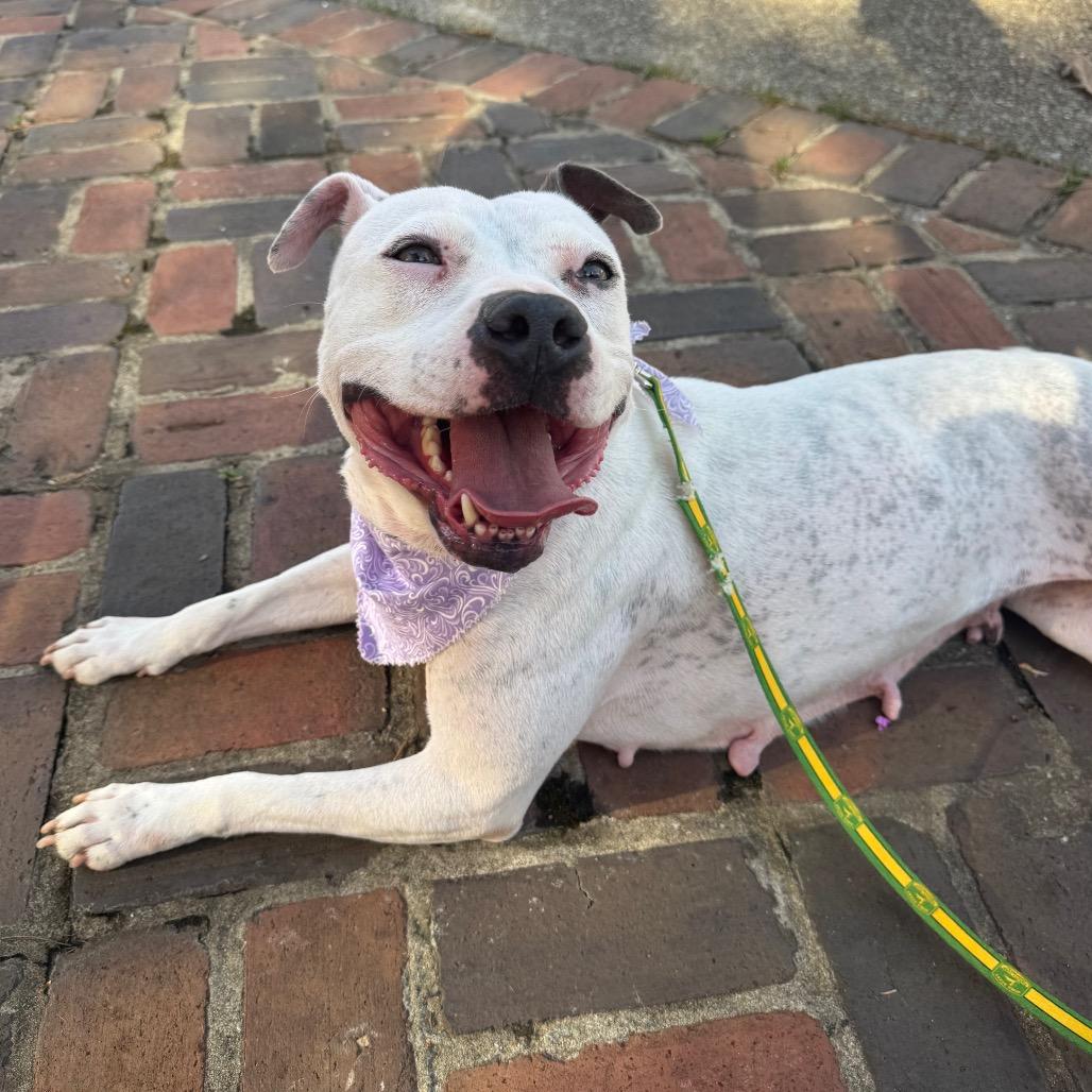 Enlarge Willa - In Foster, a Adoptable mixed breed in Alabaster, AL image 4/6