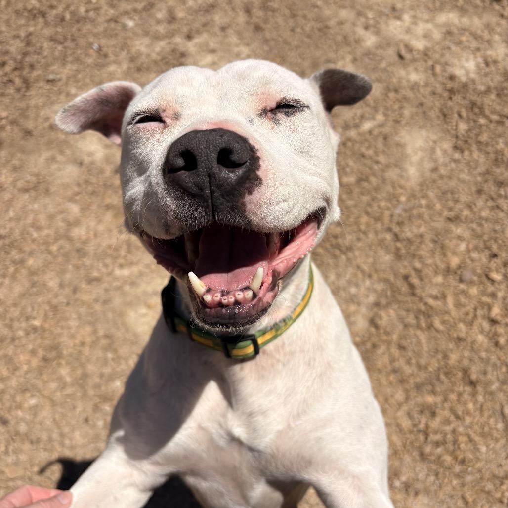 Enlarge Willa - In Foster, a Adoptable mixed breed in Alabaster, AL image 5/6
