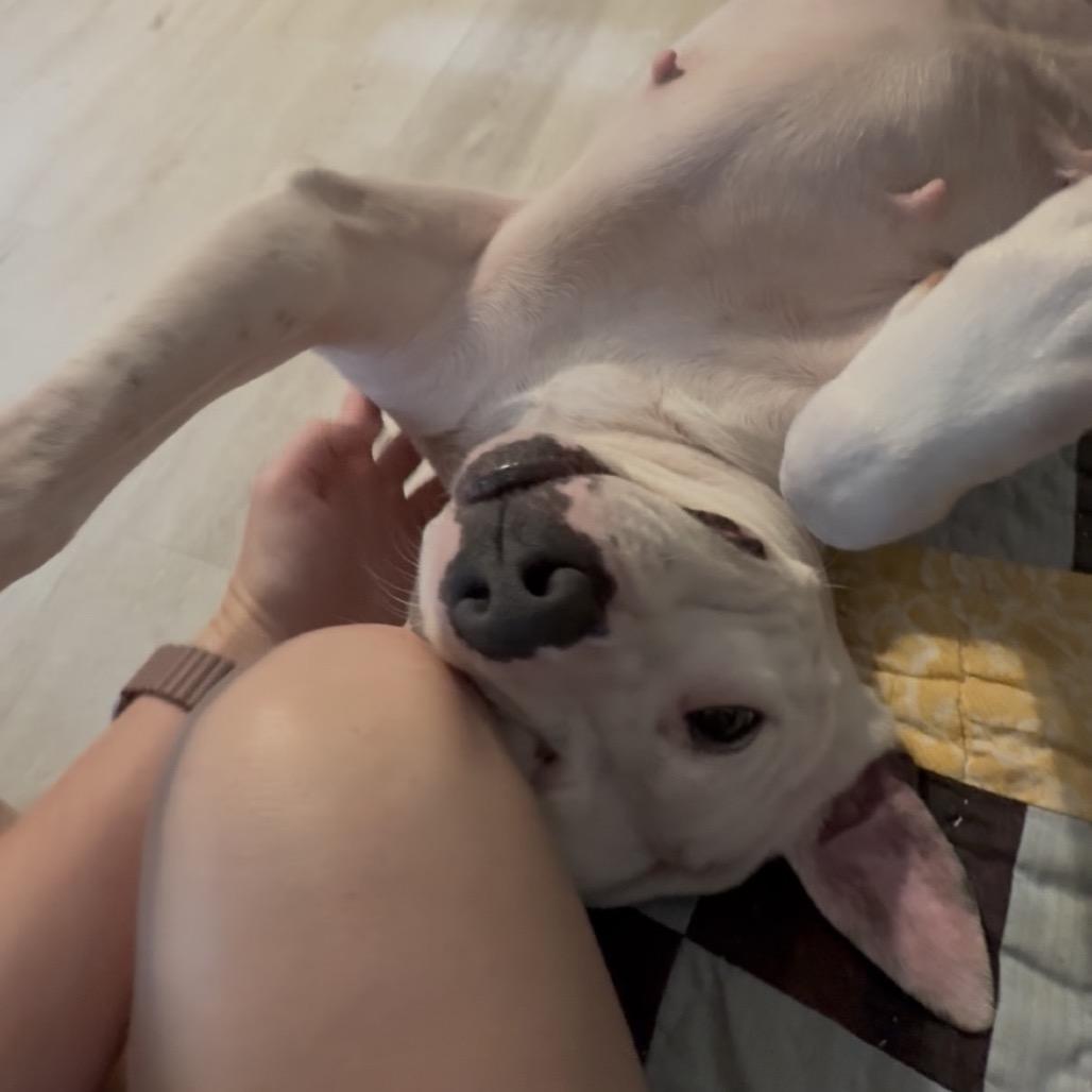 Enlarge Willa - In Foster, a Adoptable mixed breed in Alabaster, AL image 6/6