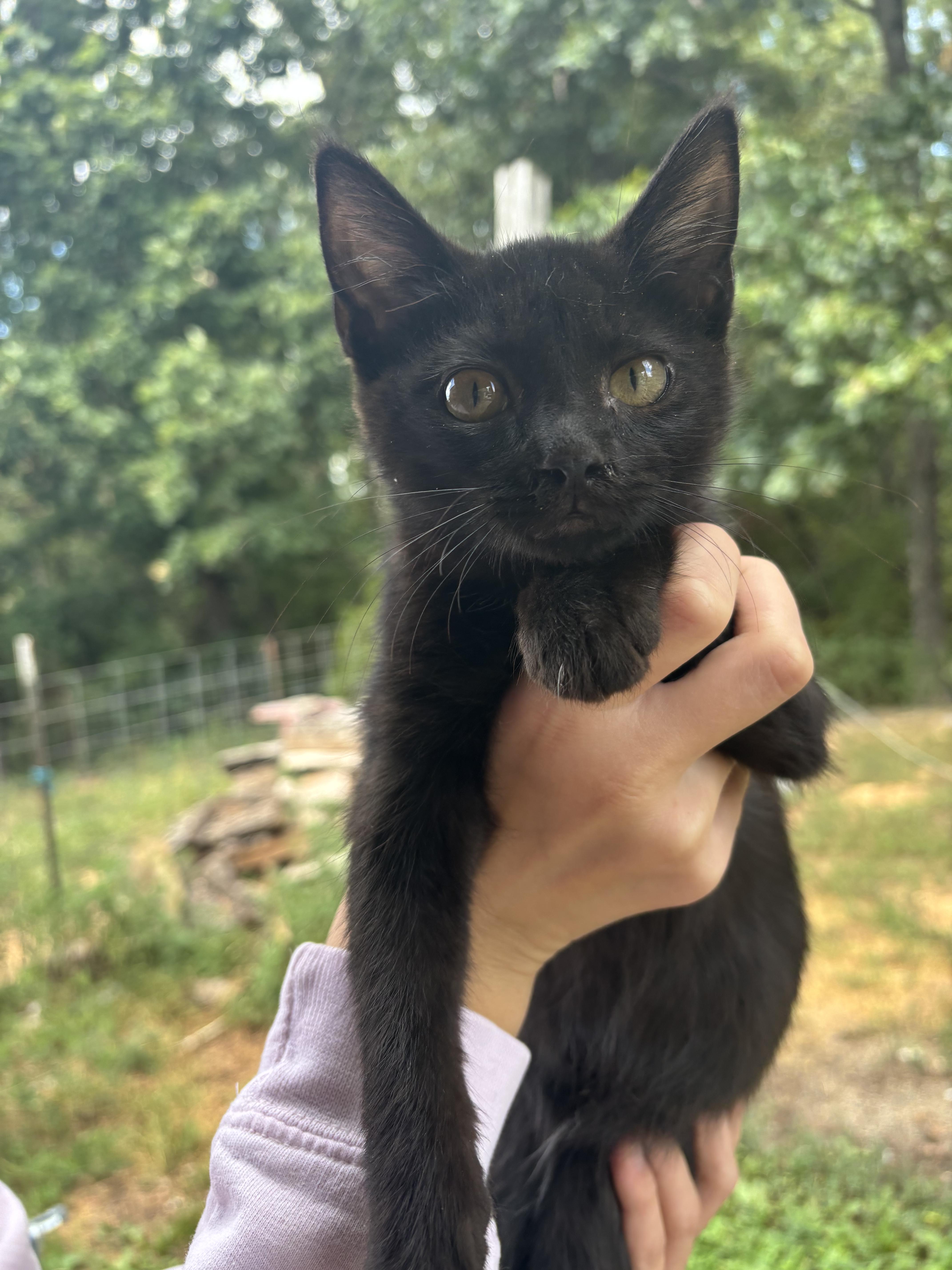 Townes, Adoptable, Young Male Domestic Short Hair.