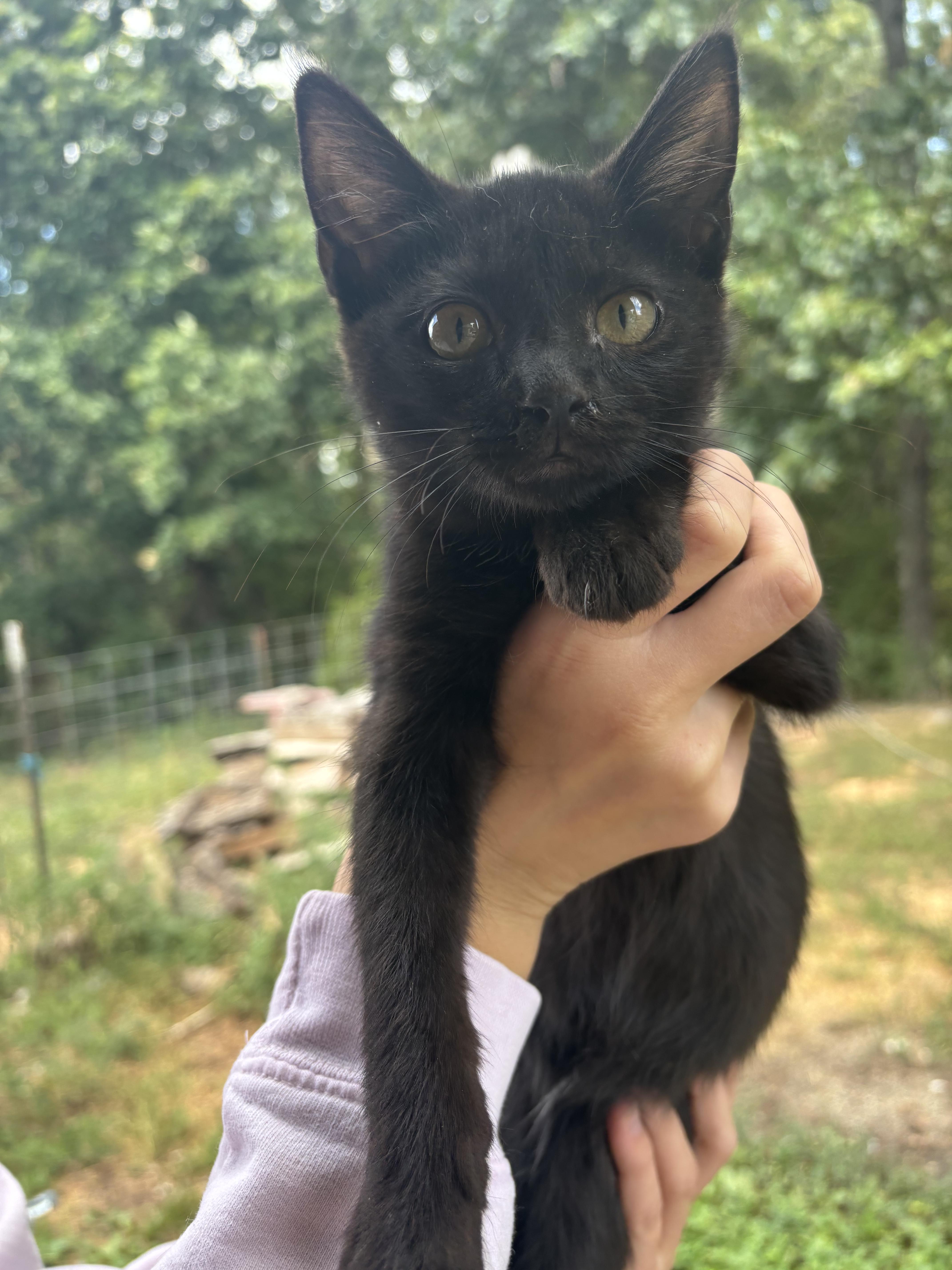 Townes, a Adoptable Domestic Short Hair in Bloomsdale, MO image 2/3