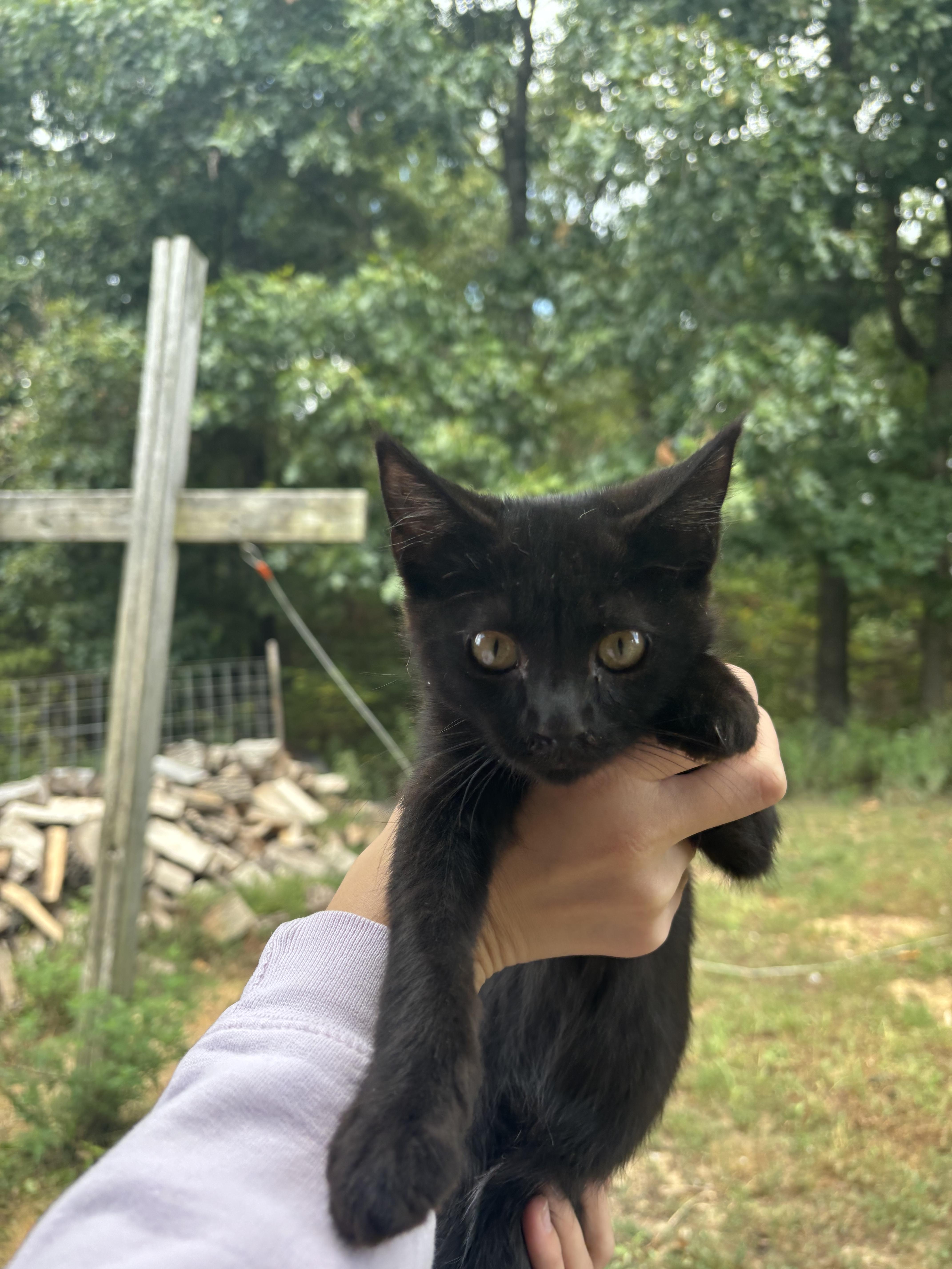 Townes, a Adoptable Domestic Short Hair in Bloomsdale, MO image 3/3
