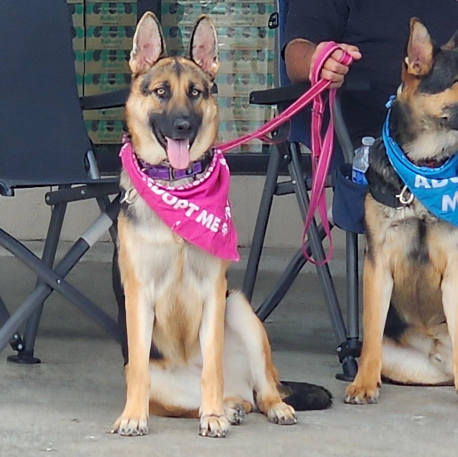 Bella, Adopted, Young Female German Shepherd Dog.