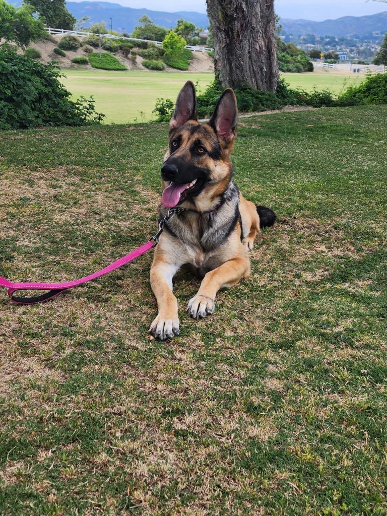 Enlarge Bella, a Adopted German Shepherd Dog in Temecula, CA image 3/6