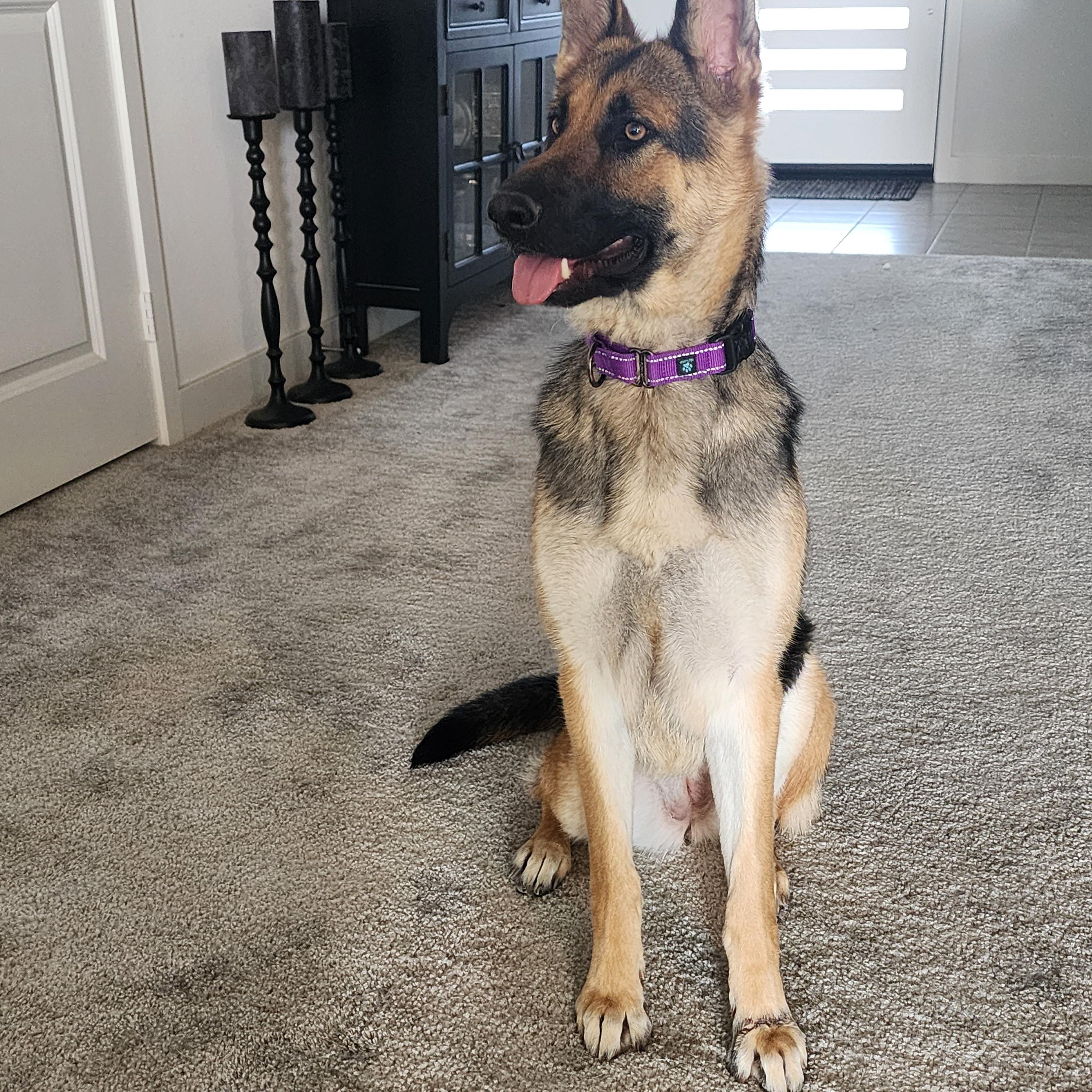 Enlarge Bella, a Adopted German Shepherd Dog in Temecula, CA image 4/6