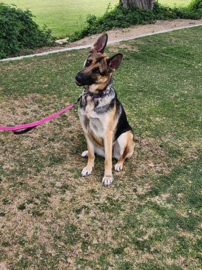 Enlarge Bella, a Adopted German Shepherd Dog in Temecula, CA image 5/6