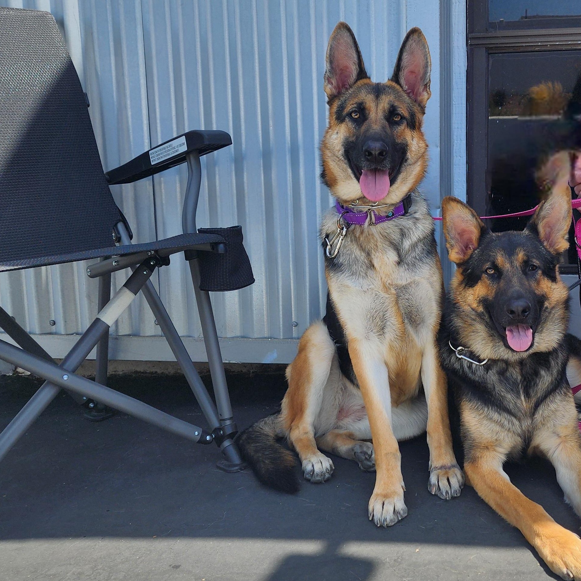 Enlarge Bella, a Adopted German Shepherd Dog in Temecula, CA image 2/6