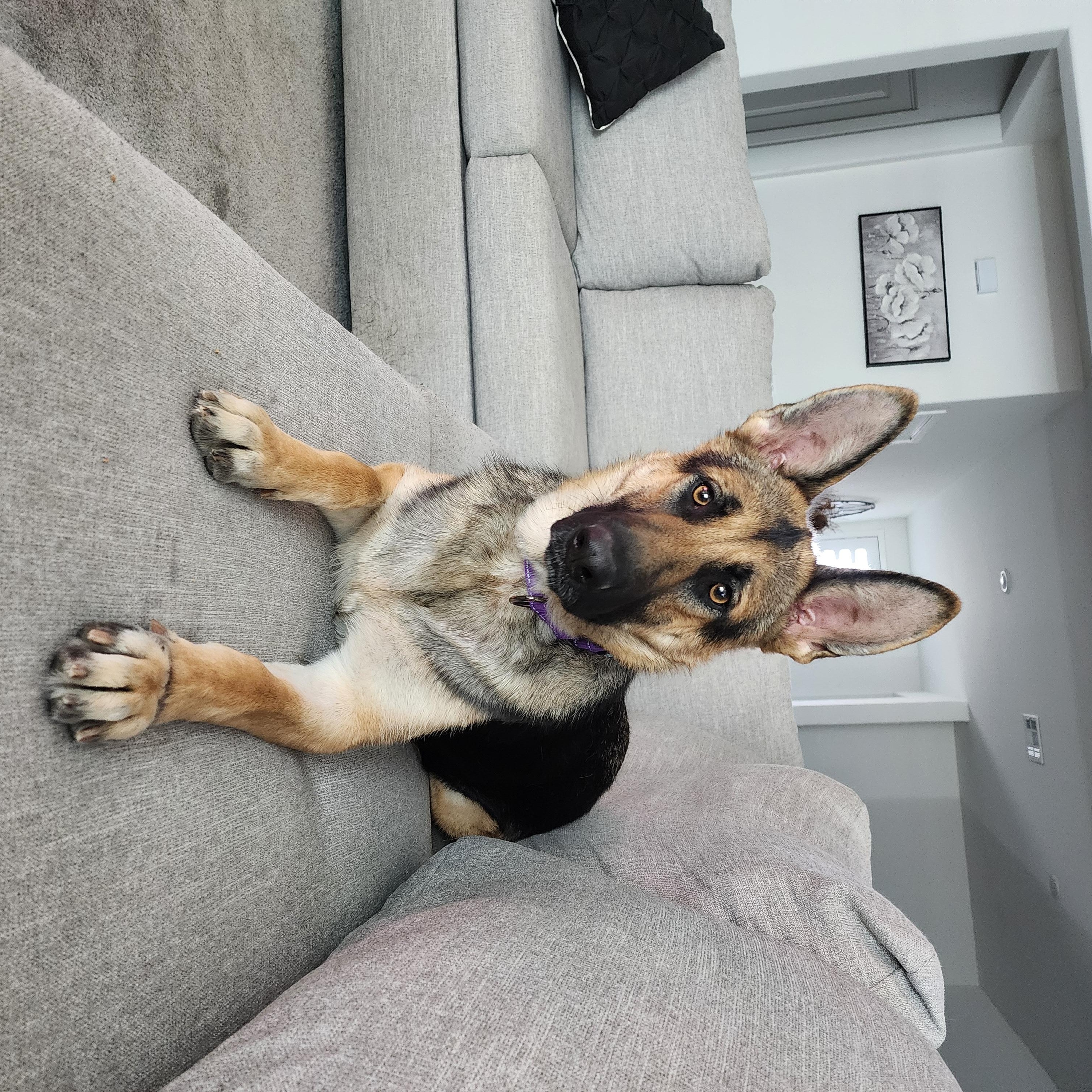 Enlarge Bella, a Adopted German Shepherd Dog in Temecula, CA image 6/6