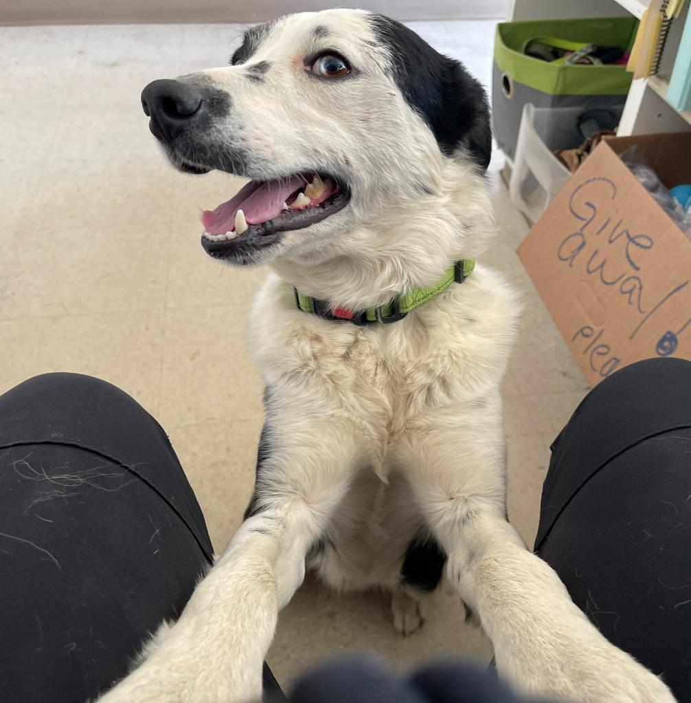 Rex, a Adoptable Border Collie in Green River, WY image 2/6