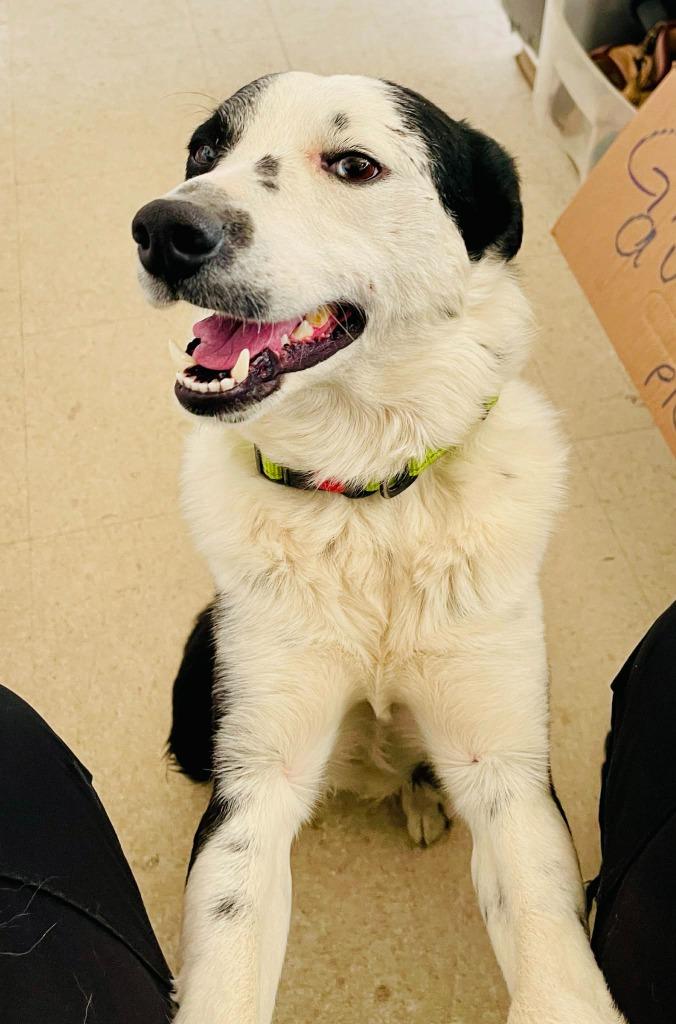 Rex, a Adoptable Border Collie in Green River, WY image 4/6