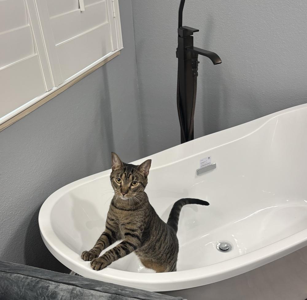 Aragorn, Adoptable, Young Male Domestic Short Hair.