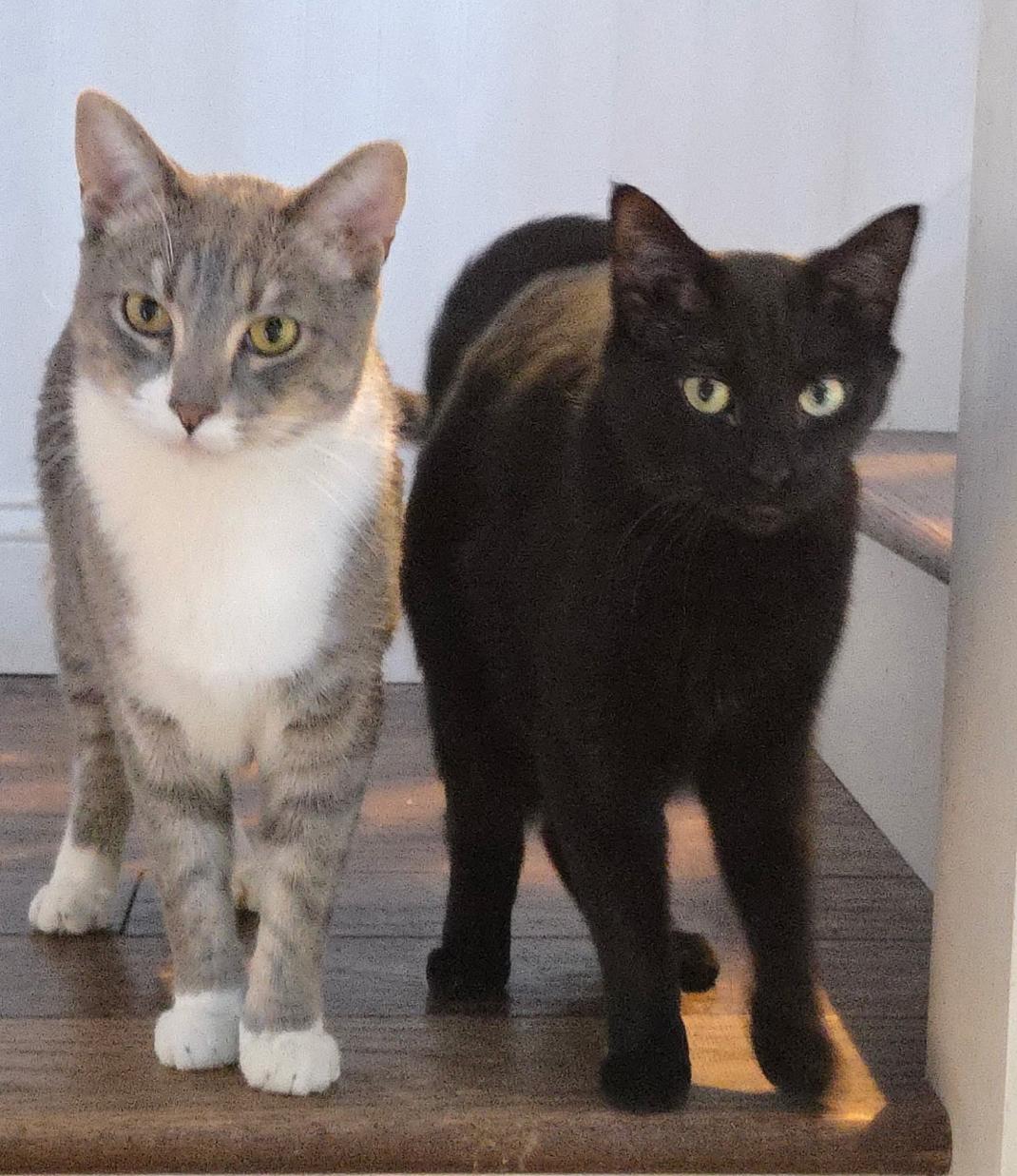 Enlarge MAX & ROSIE ~ Bonded Siblings , an adopted Domestic Short Hair in Spotswood, NJ image 3/5