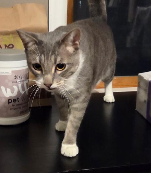 MAX & ROSIE ~ Bonded Siblings , ADOPTABLE, Adult Male Domestic Short Hair.