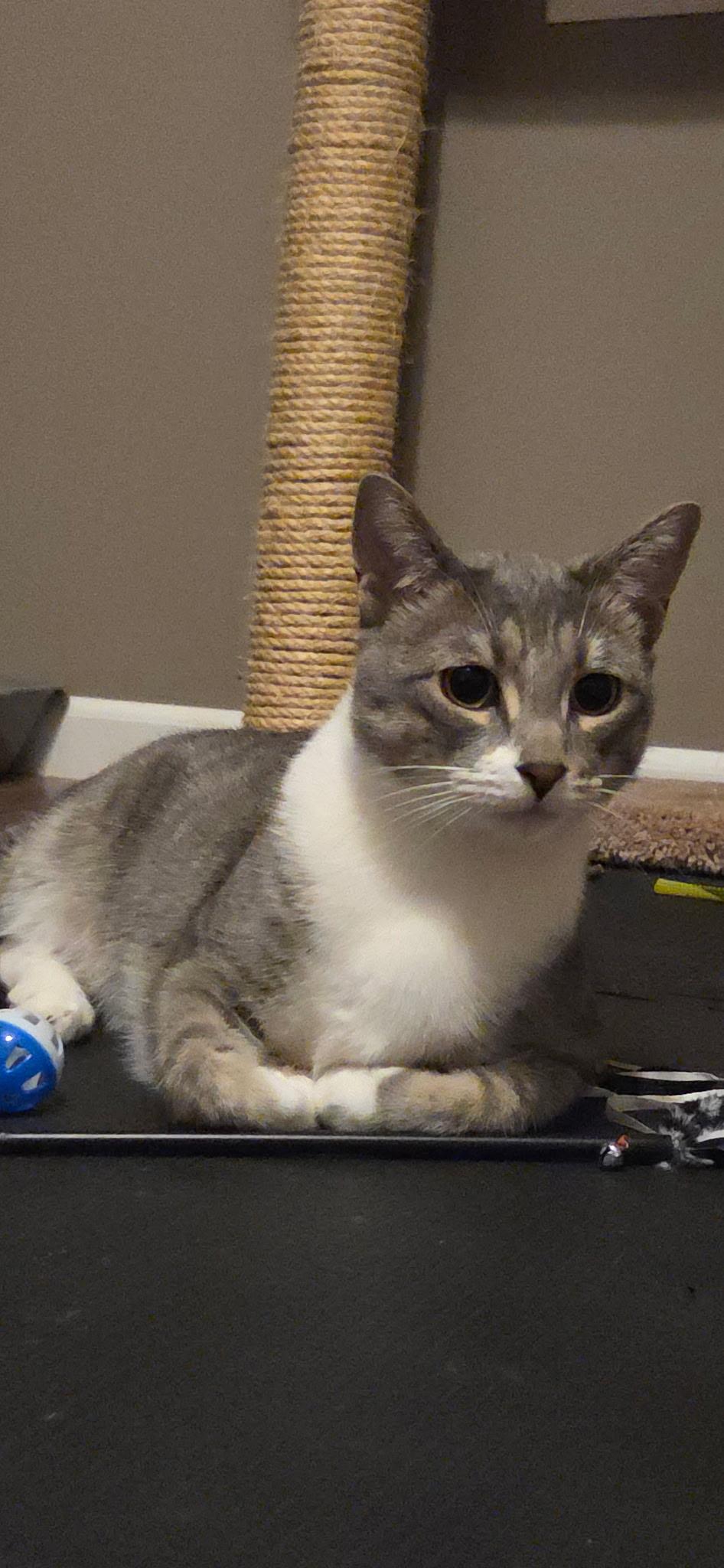 Enlarge MAX & ROSIE ~ Bonded Siblings , a ADOPTABLE Domestic Short Hair in Spotswood, NJ image 2/4