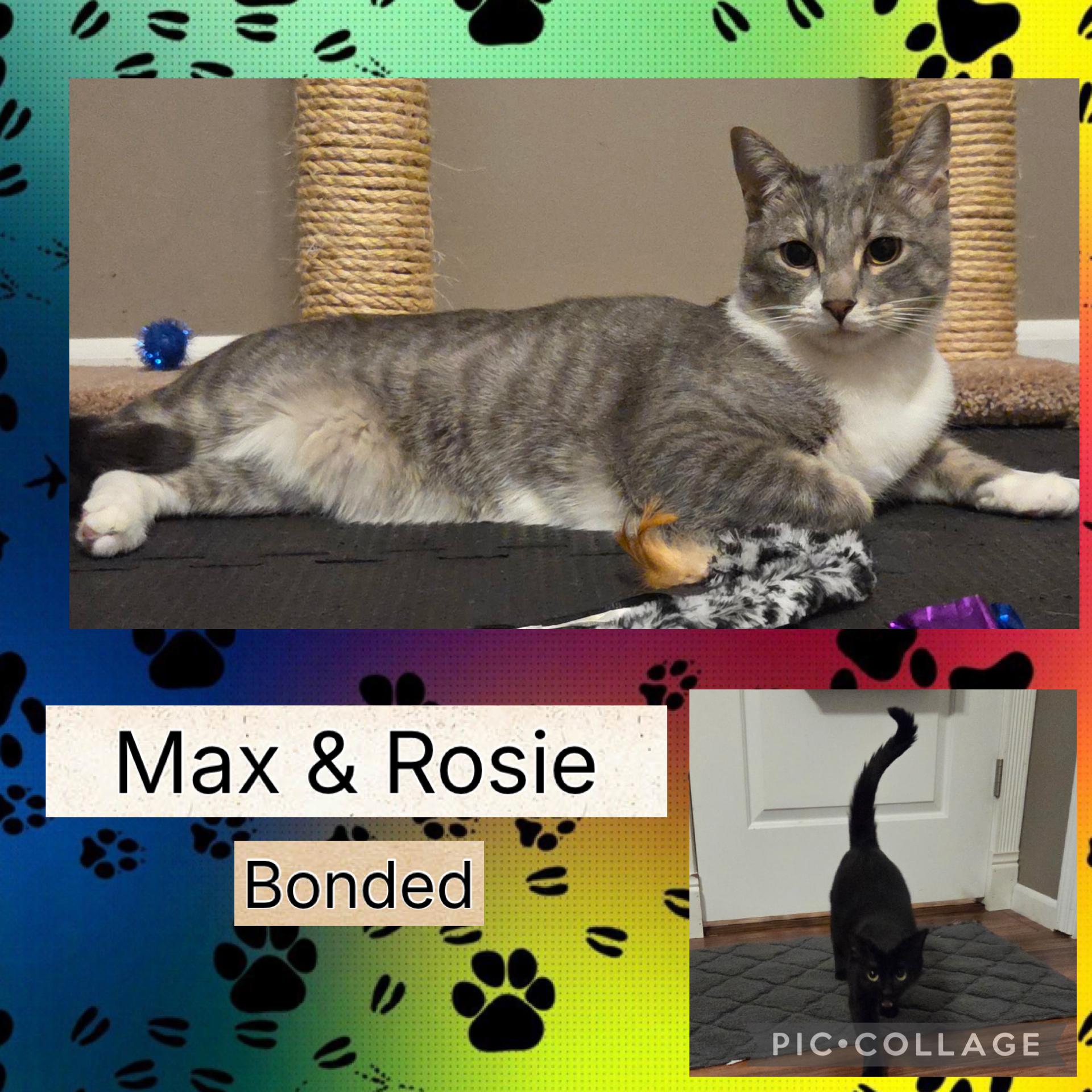 Enlarge MAX & ROSIE ~ Bonded Siblings , a ADOPTABLE Domestic Short Hair in Spotswood, NJ image 3/4