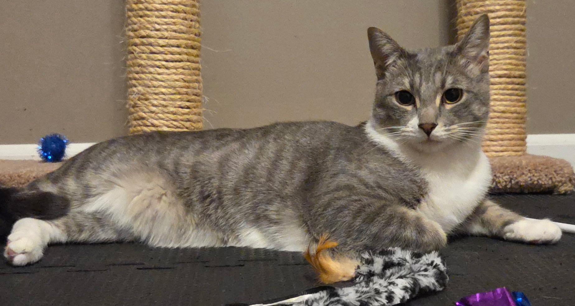 MAX & ROSIE ~ Bonded Siblings , adopted, Adult Male Domestic Short Hair.