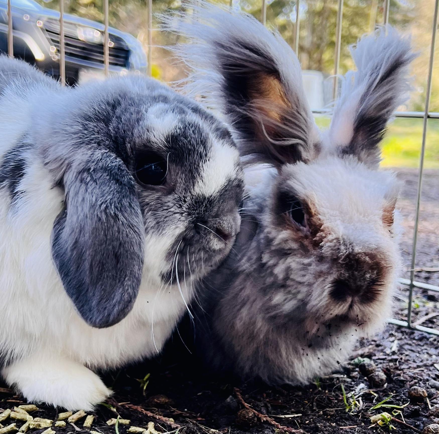 Ollie & Theo, ADOPTABLE, Senior Male Bunny Rabbit.