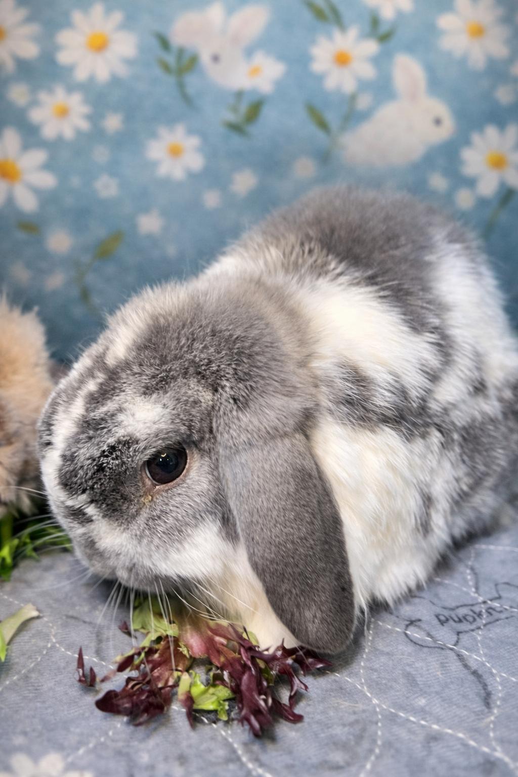 Ollie & Theo, a ADOPTABLE Bunny Rabbit in Ferndale, WA image 2/6