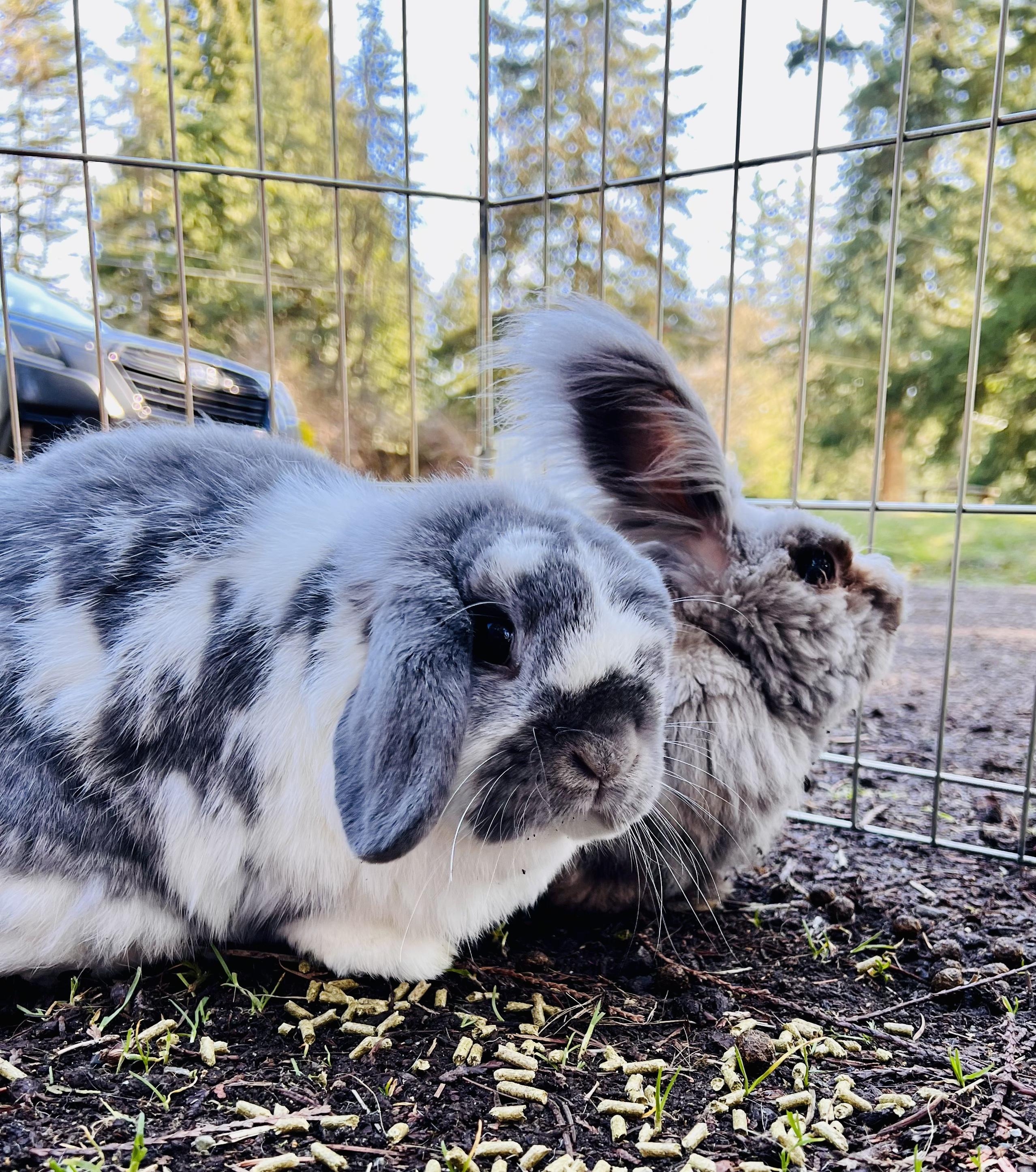 Ollie & Theo, a ADOPTABLE Bunny Rabbit in Ferndale, WA image 5/6