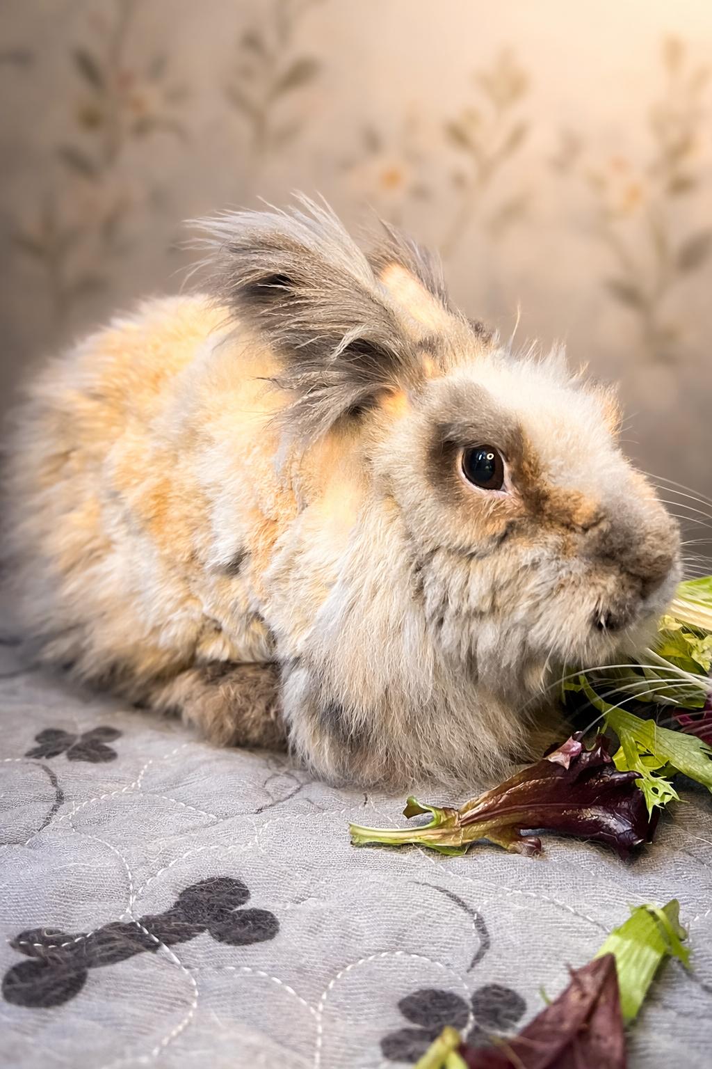 Ollie & Theo, a ADOPTABLE Bunny Rabbit in Ferndale, WA image 3/6